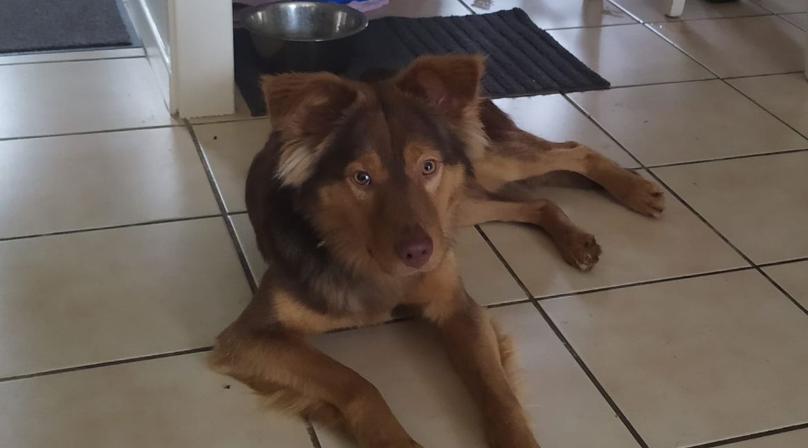 Chiens à adopter
